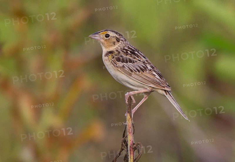 Grasshopper Sparrow (Ammodramus savannarum), Ohio, USA