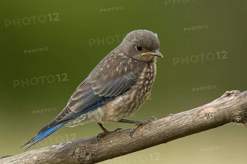 Juvenile Western Bluebird (Sialia mexicanus)