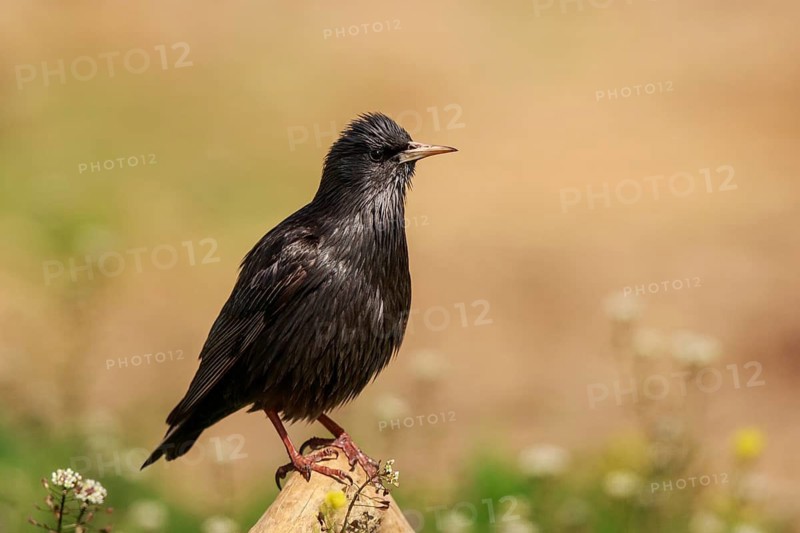Spotless Starling (Sturnus unicolor) perched on a branch, Spain