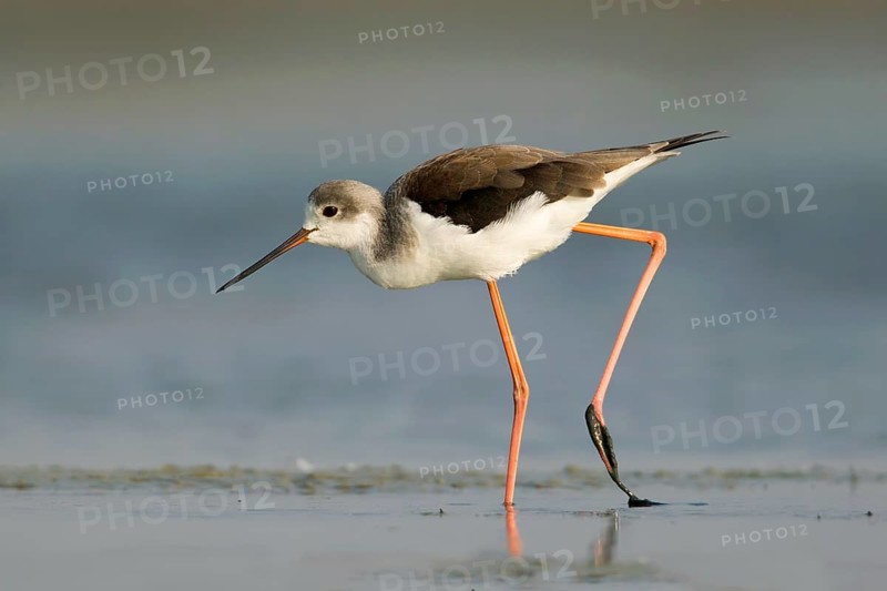 Black-winged Stilt (Himantopus himantopus) foraging, Phetchaburi, Thailand