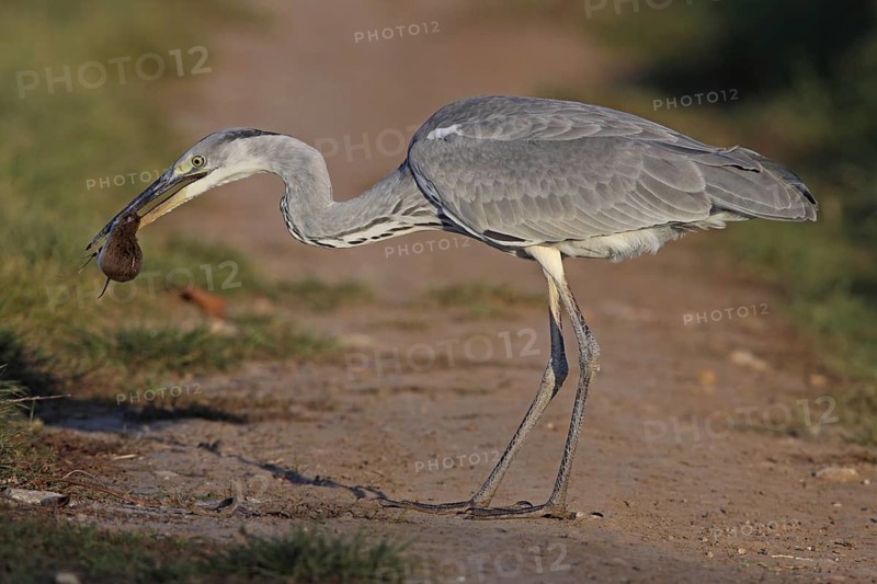 Grey Heron (Ardea cinerea), Germany