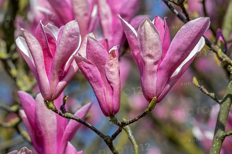 Blooming Magnolia liliiflora, Mulan magnolia, tulip magnolia, lily magnolia showing pink flowers in spring, native to southwest China