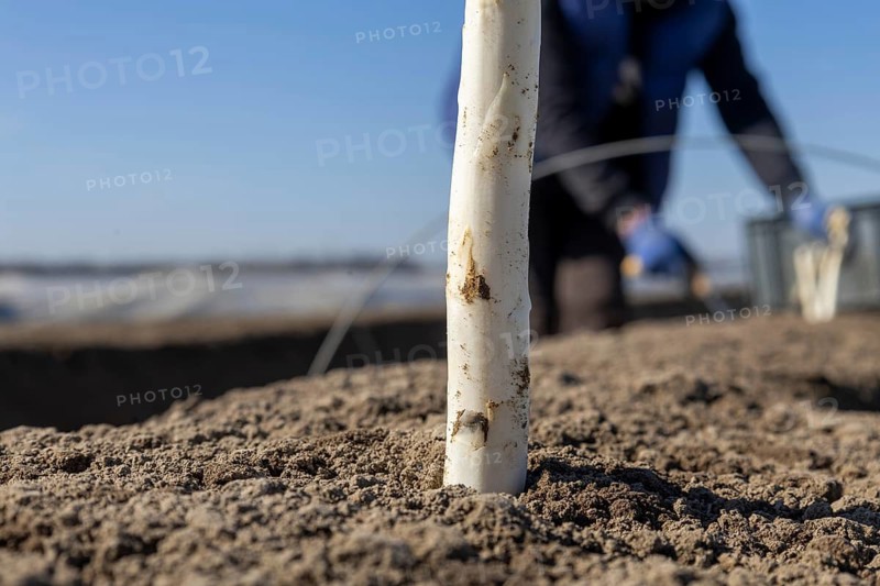 Asparagus harvest 2026 in the Rhein-Pfalz district