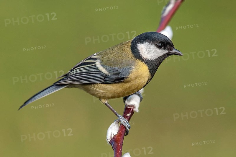Great Tit (parus major) Great Tit • Baden-Württemberg, Germany, Baden-Württemberg, Federal Republic of Germany