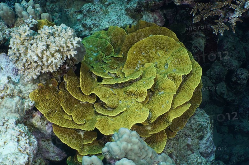 Yellow lettuce coral (Turbinaria reniformis)