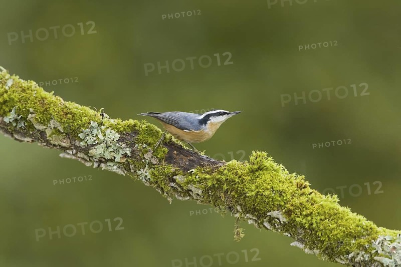 Red-breasted Nuthatch (Sitta canadensis), British Columbia, Canada