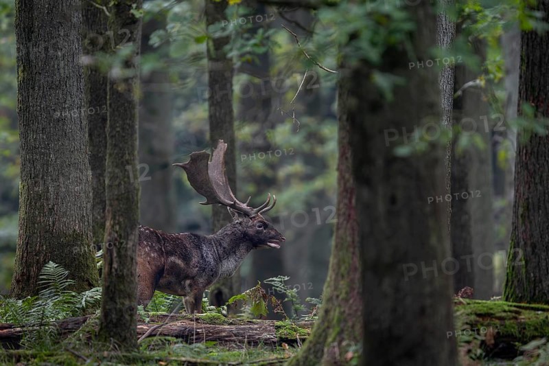 A fallow deer (Dama dama) on the rutting ground, autumn, rut, fallow deer rut, October, Germany