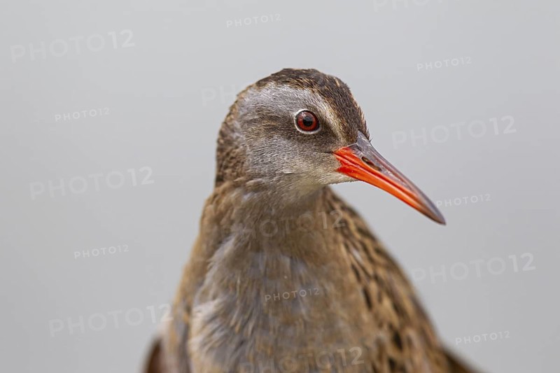 Brown-cheeked Rail (Rallus indicus), Dornod Aimag, Mongolia