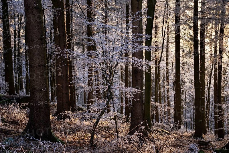 Wintery forest with hoarfrost on Königstuhl mountain, Rhein-Neckar district, Baden-Württemberg, Germany