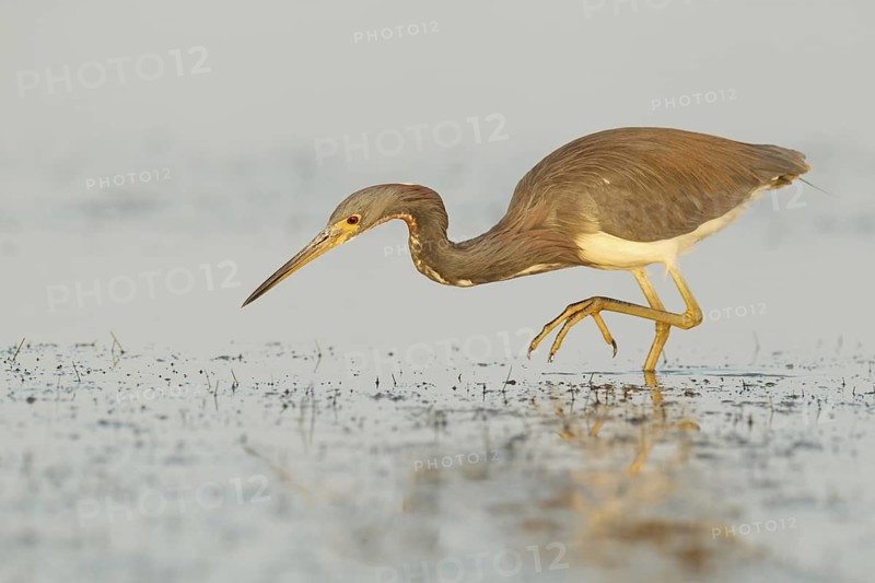 Tricolored Heron (Egretta tricolor), Florida, USA