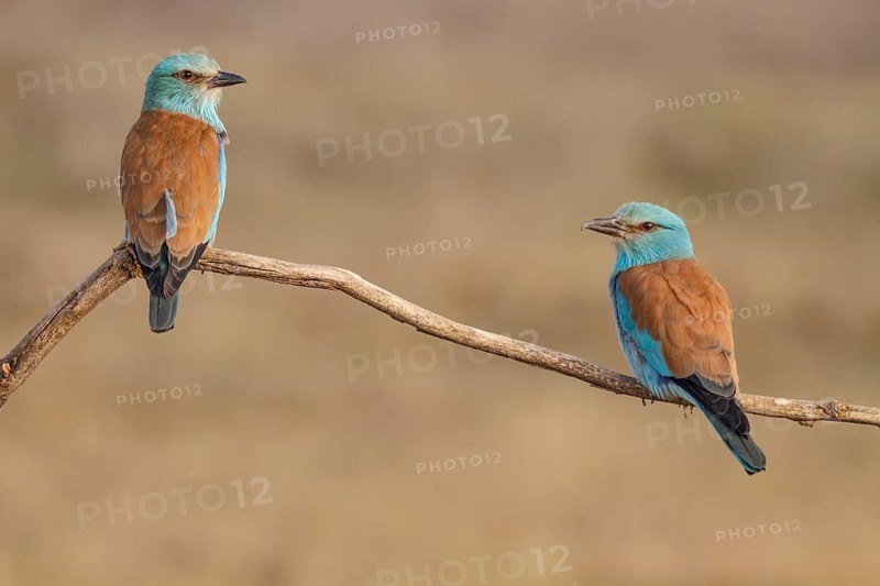 European Roller (Coracias garrulus), couple perched on a branch, Castile-La Mancha
