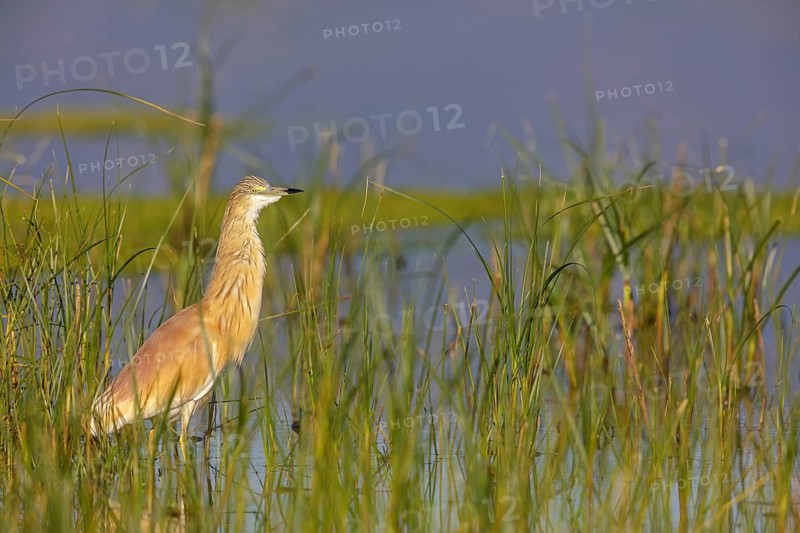 Squacco heron, heron, animals, birds, biotope, foraging, (Ardeola ralloides), Lesbos, Greece