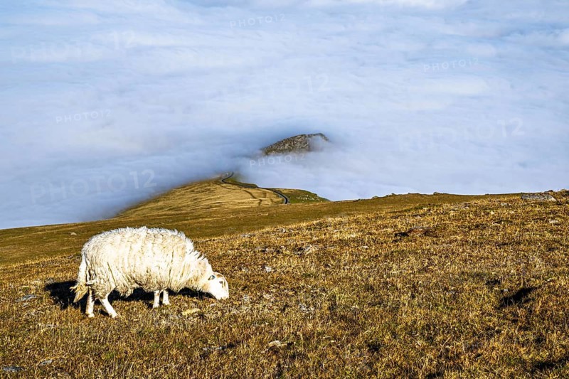Sheeps on Snowdon Massif, Snowdon Range, Snowdonia, North Wales, UK