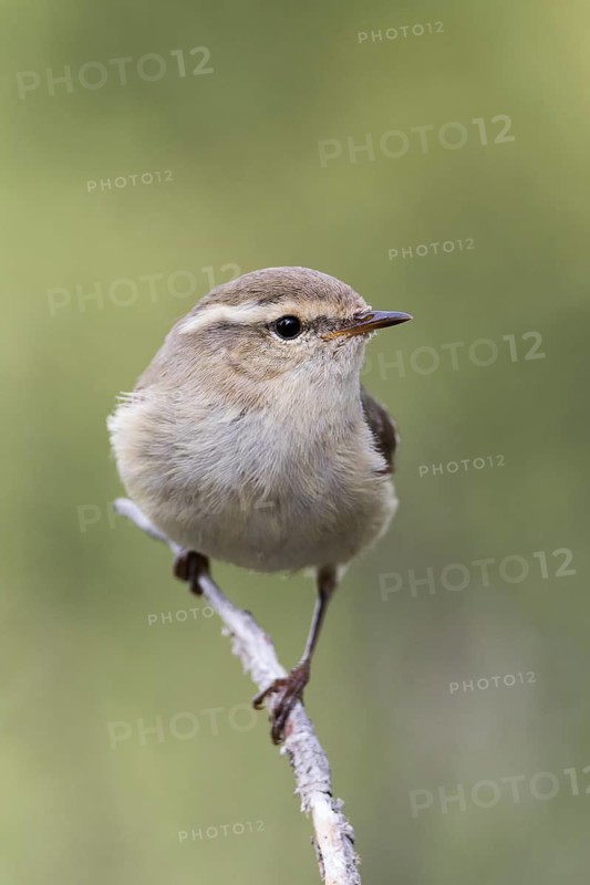 Humes Leaf Warbler - Tienschan-Laubsänger - Phyllsocopus humei ssp. humei, Kyrgyzstan