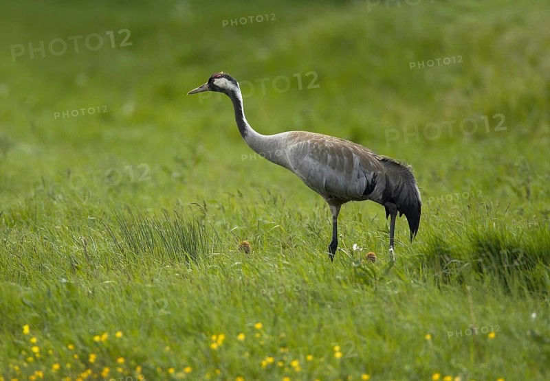 Common Crane (Grus grus), Mecklenburg-Western Pomerania, Germany