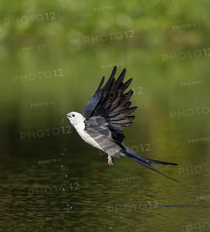 Swallow-tailed Kite (Elanoides forficatus) drinking in flight, Florida, USA