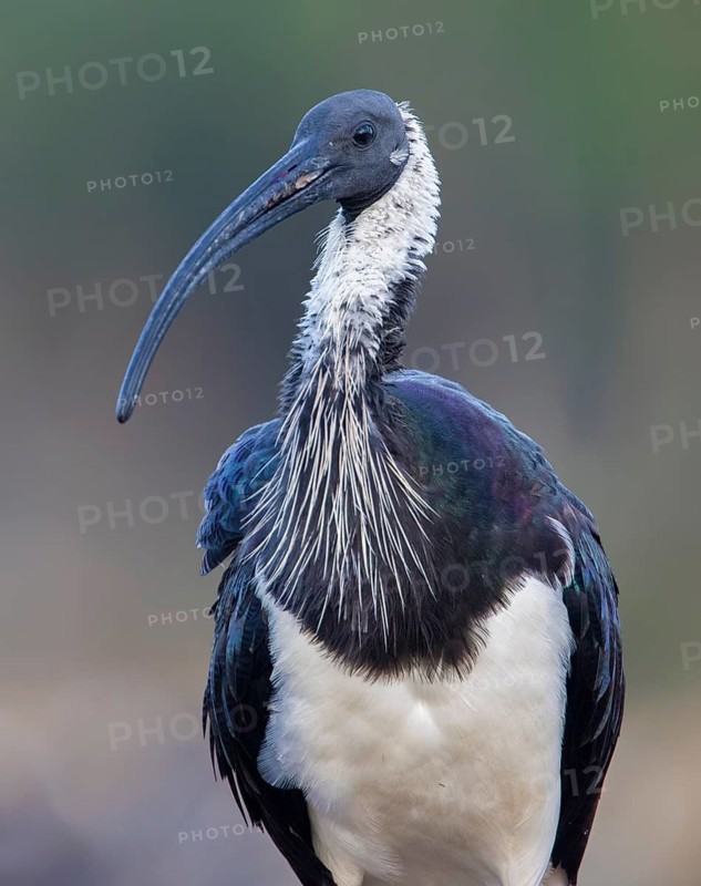Straw-necked Ibis (Threskiornis spinicollis), Victoria, Australia