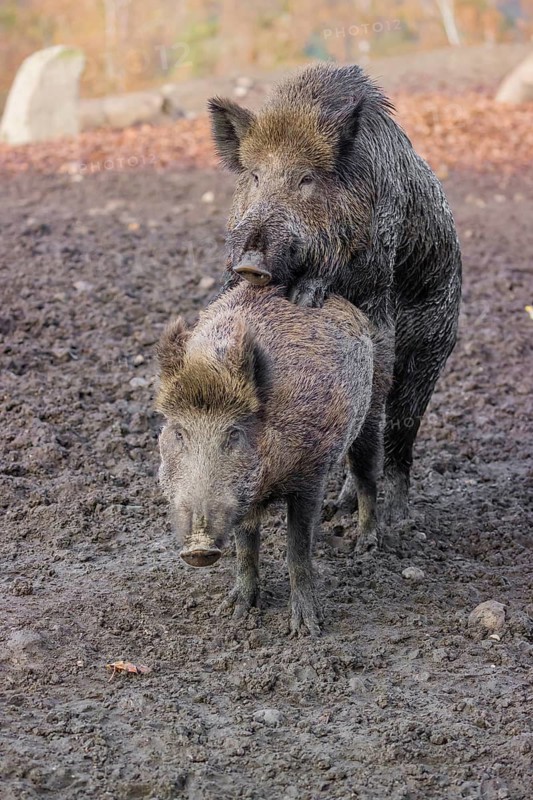 Two wild boar or wild pig (Sus scrofa), mate on an opening