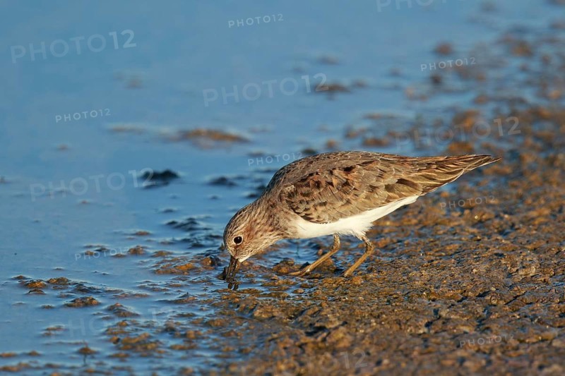 Temminck's Stint (Calidris temminckii), Greece
