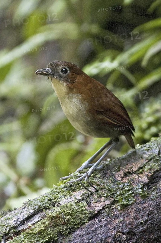 Yellow-breasted Antpitta (Grallaria flavotincta), Ecuador