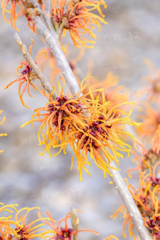 Hybrid witch hazel (Hamamelis × intermedia 'Jelena'), Cambridge Botanical Garden, Germany