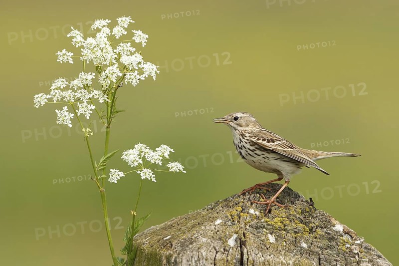 Meadow Pipit (Anthus pratensis), Netherlands