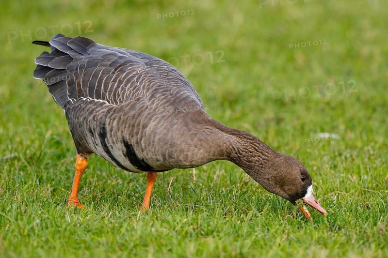 Greater White-fronted Goose (Anser albifrons) foraging, North Rhine-Westphalia, Germany