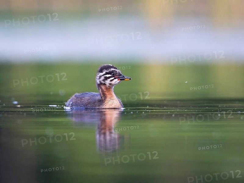 Red-necked Grebe (Podiceps grisegena) chick, Mecklenburg-Western Pomerania, Germany