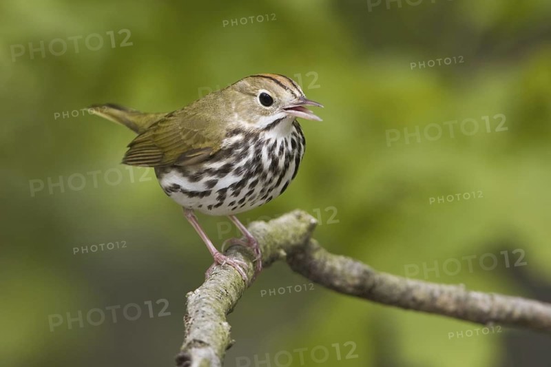 Ovenbird (Seiurus aurocapilla) singing, Ontario, Canada