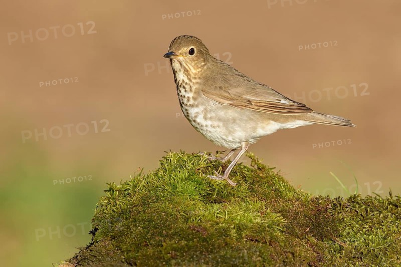 Swainson's Thrush (Catharus ustulatus) perched on mossy ground, Texas, USA