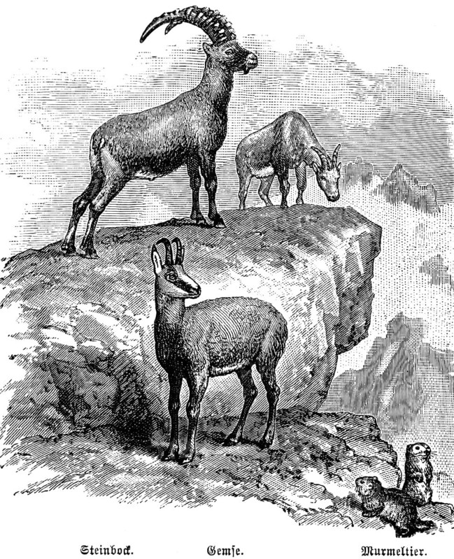 Alpine fauna with ibex (Capra ibex), chamois (Rupicapra rupicapra) and marmot (Marmota marmota), travel, Alps, historical illustration 1885