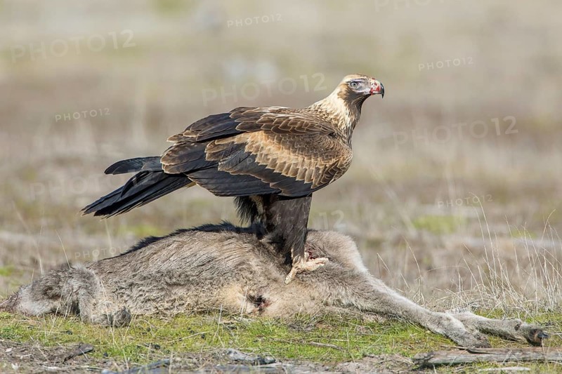 Wedge-tailed Eagle (Aquila audax) young bird on the carcass of a Eastern grey kangaroo (Macropus giganteus), Victoria, Australia