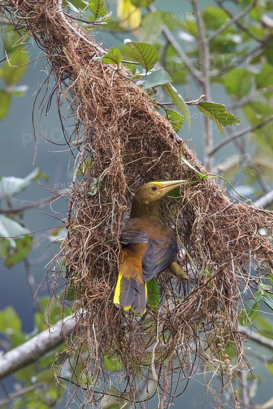Russet-backed Oropendola (Psarocolius angustifrons) building a nest on a branch in Manu National Park, Peru