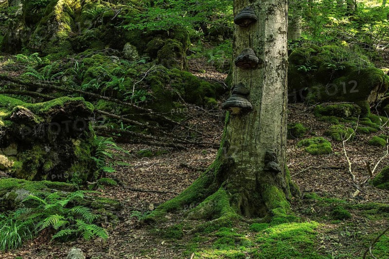 Explore a lush, moss-covered forest in Sierra de Urbasa, Navarra, Spain. The image showcases vibrant green vegetation, fungi on tree trunks, and dense woodland scenery