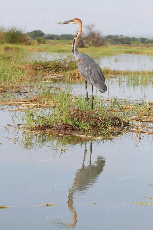 Goliath Heron (Ardea goliath), Lake Naivasha, Kenya