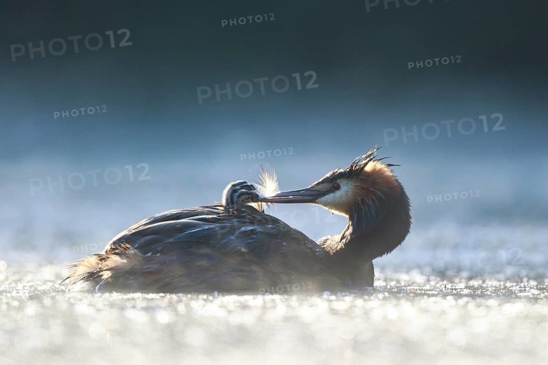 Great Crested Grebe (Podiceps cristatus) with chick, North Rhine-Westphalia, Germany