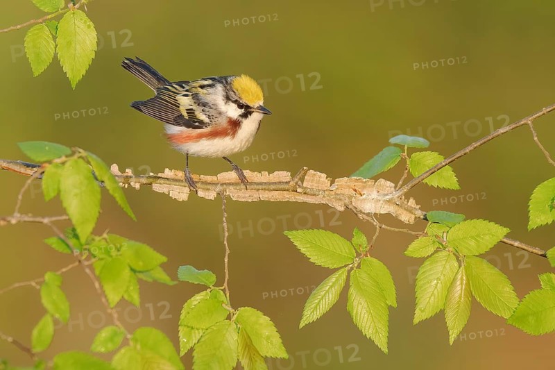 Chestnut-sided Warbler (Setophaga pensylvanica) perched on a branch, Texas, USA