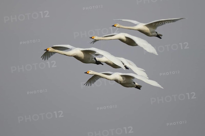 Whooper Swan (Cygnus cygnus) group flying, North Rhine-Westphalia, Germany