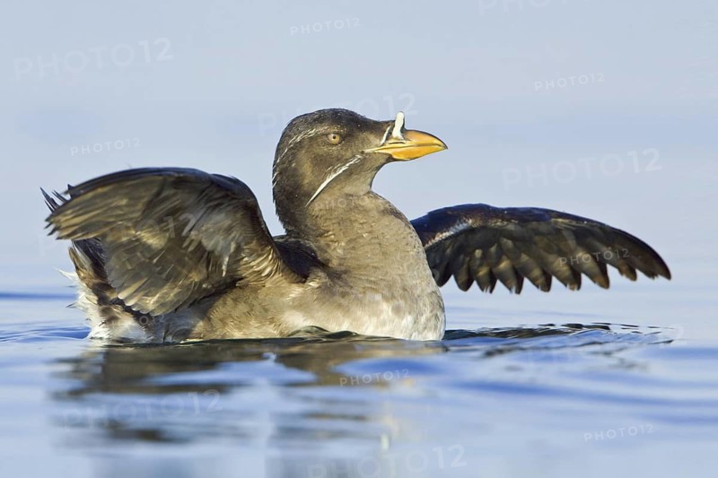 Rhinoceros Auklet (Cerorhinca monocerata), British Columbia, Canada