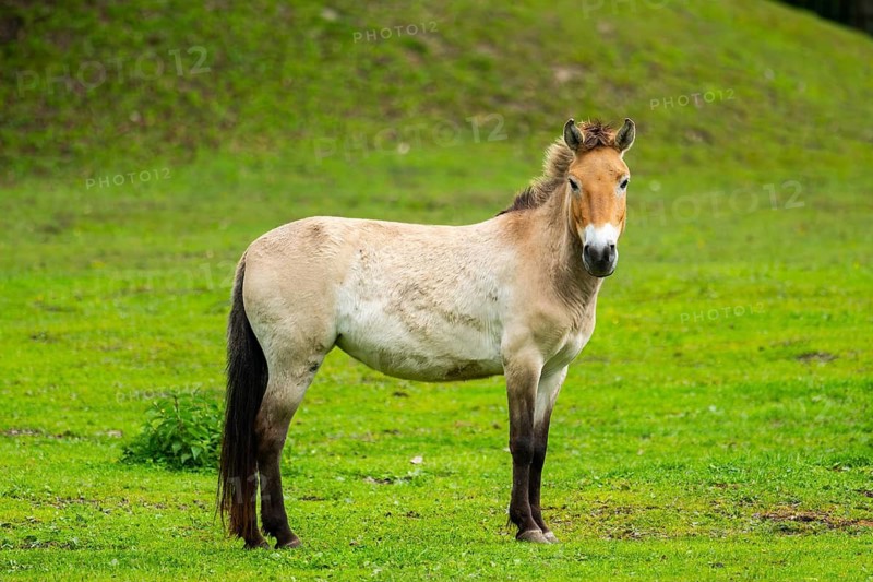 Przewalski's horse (Equus ferus przewalskii) standing on a meadow, Austria, Germany