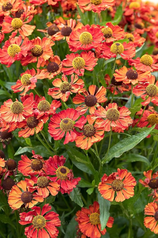 Sunflower (Helenium 'Sophie zur Linden'), RHS Garden Bridgewater, Great Britain