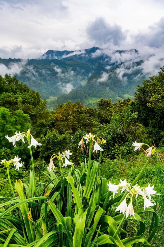 Overlook over the Valle de Cocora, Unesco site coffee cultural landscape, Salento, Colombia