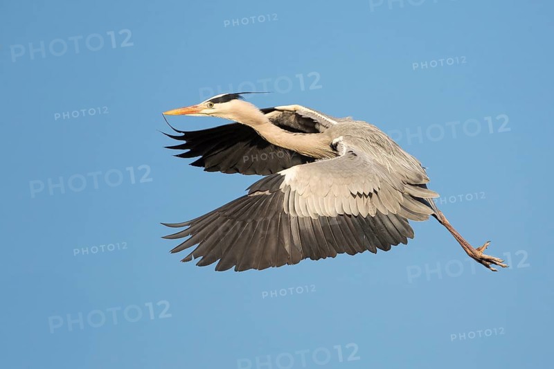 Grey Heron (Ardea cinerea) flying, Baden-Wuerttemberg, Germany