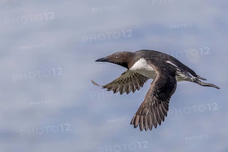 Common guillemot (Uria aalge), in flight, Hornoya, Varangerfjord, Norway