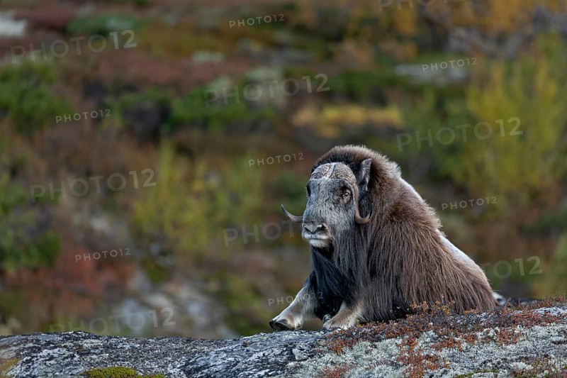 After a long period of rest, the musk ox bull (Ovibos moschatus) rises, autumn, Ruska, autumn colours, Tundra landscape, Norway