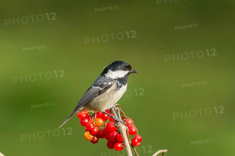 Pine Tit (Periparus ater) Coal Tit • Baden-Württemberg, Germany, Baden-Württemberg, Federal Republic of Germany
