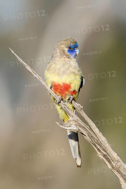Eastern Bluebonnet (Northiella haematogaster) female, New South Wales, Australia