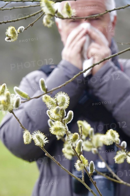 Pollen allergy, willow pollen, March, Germany