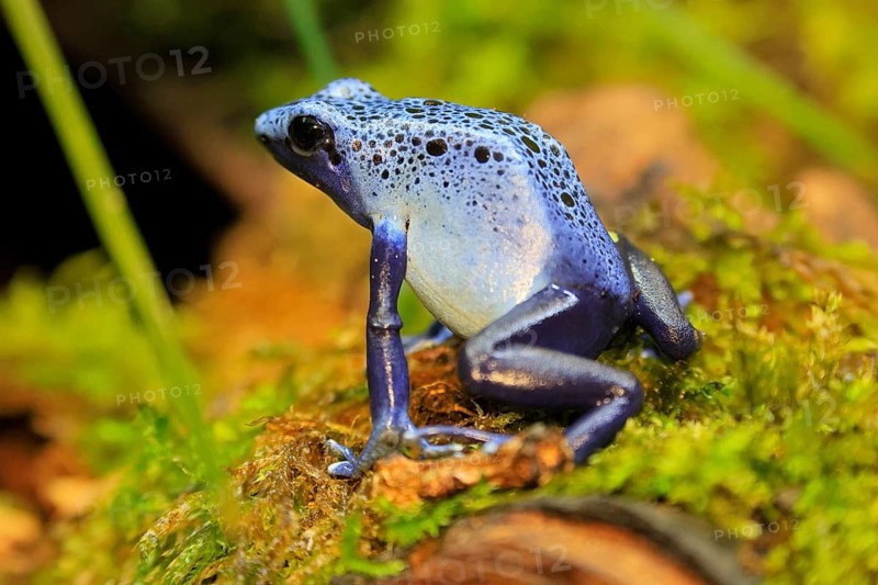 Blue poison dart frog (Dendrobates tinctorius), Blue poison dart frog, adult, alert, South America
