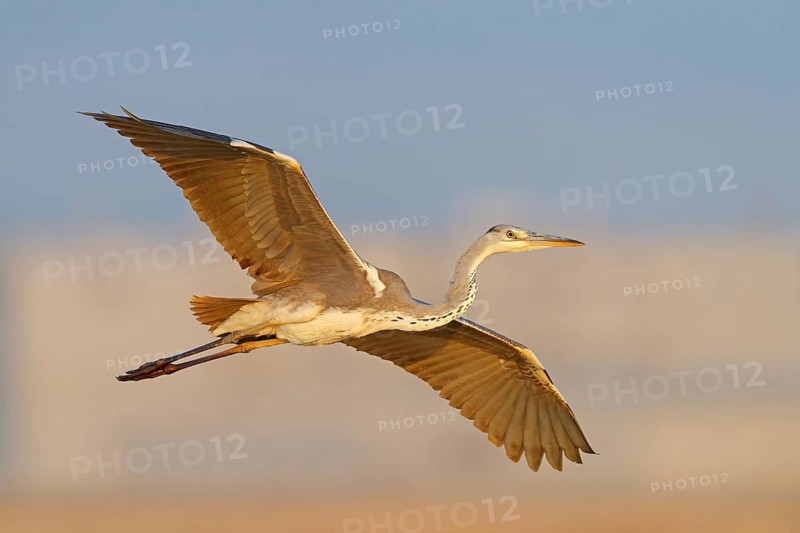 Great Egret, Heron, foraging, (Ardea cinerea) Salalah, Raysut, Dhofar, Oman